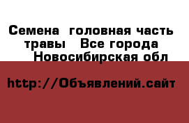 Семена (головная часть))) травы - Все города  »    . Новосибирская обл.